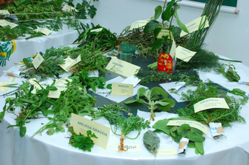 Foto - reunião plantas medicinais