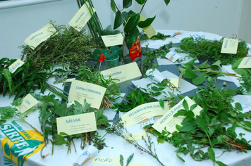 Foto - reunião plantas medicinais