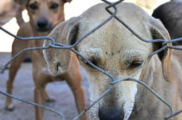 Administração Municipal investe em políticas públicas em prol do bem-estar animal