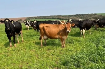 SDR/RS abre inscrições para o Programa de Sementes e Mudas Forrageiras