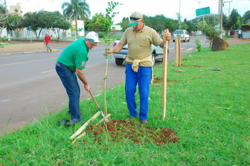 Arborização da Avenida Antonio Alves Ramos
