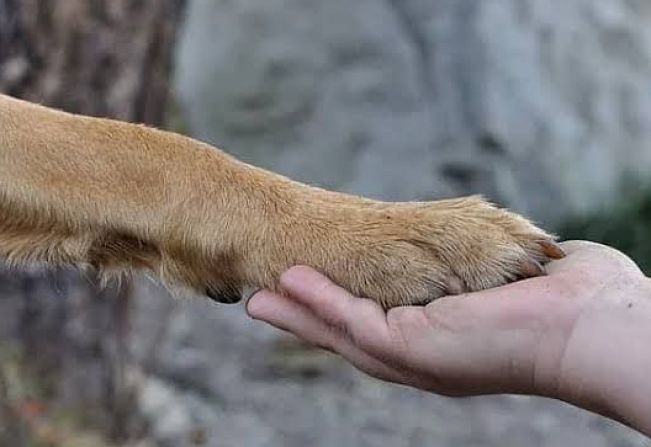 Administração Municipal e Ong PejuBichos realizam mais de dez castrações de cães fêmeas mensalmente