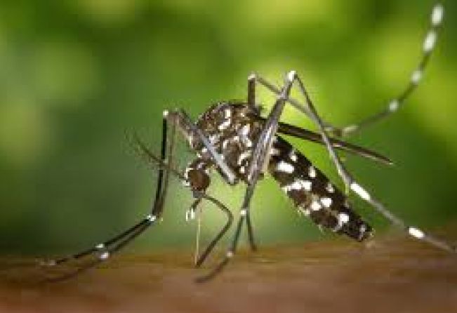 Pejuçara segue sem casos confirmados de dengue