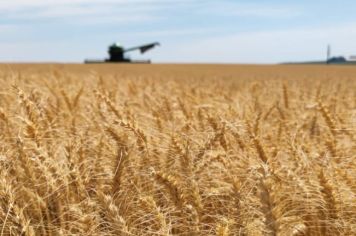  Abertura da colheita do trigo no Rio Grande do Sul é realizada em propriedade rural de Pejuçara