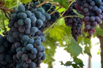 73ª Festa da Uva e do Trigo de Pejuçara oferecerá cerca de 12 mil quilos de uva