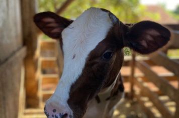 Vacinação contra a Brucelose