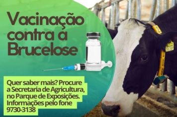 Secretaria de Agricultura, Meio Ambiente e Desenvolvimento Econômico auxilia na vacinação contra a Brucelose