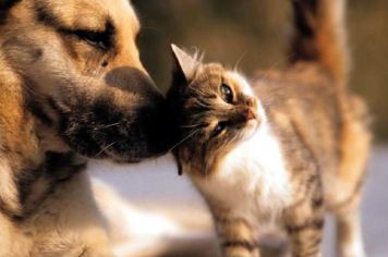 Administração Municipal disponibiliza castração gratuita para caninos e felinos