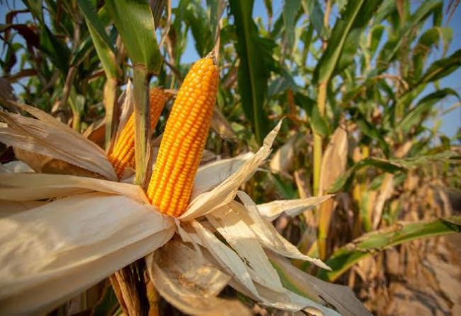 Secretaria da Agricultura presta auxílio à produção de silagem