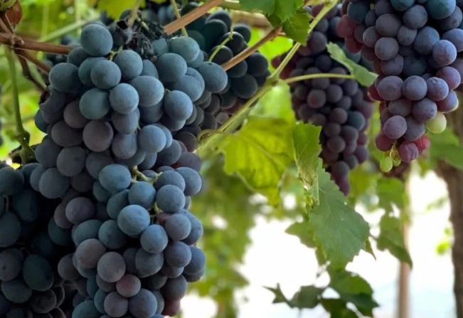 73ª Festa da Uva e do Trigo de Pejuçara oferecerá cerca de 12 mil quilos de uva