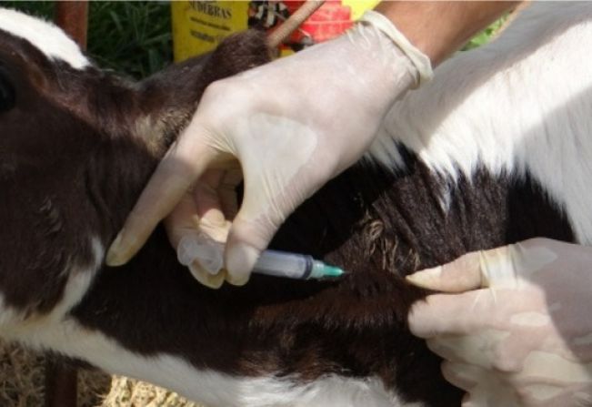 Secretaria de Agricultura, Meio Ambiente e Desenvolvimento Econômico auxilia na vacinação contra a Brucelose