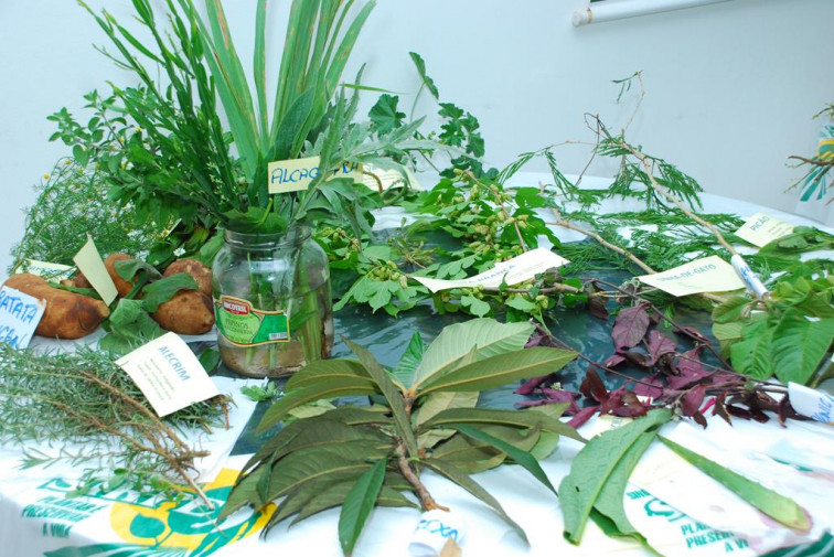 Grupo Hiperdia é orientado sobre o usos de plantas medicinais